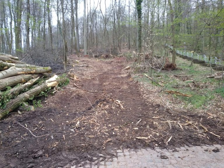 Abholzung am Sonnenberg: Regionalverbands­direktor Gillo in der Pflicht